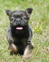Blue and tan fem "lilly", a female French Bulldog for sale in Oakland, OR – 6 of 10