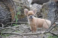 fawn merle fem "trixie", a female French Bulldog for sale in Oakland, OR – 10 of 10