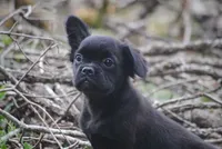 Black boy "charlie", a male French Bulldog for sale in Oakland, OR – 10 of 10