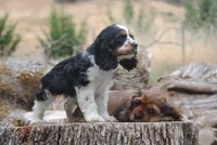 merlin parti girl, a female Cocker Spaniel for sale in Oakland, OR – 5 of 10