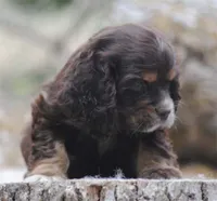 chocolate prince, a male Cocker Spaniel for sale in Oakland, OR – 5 of 10