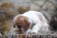 merlin boy, a male Cocker Spaniel for sale in Oakland, OR – 2 of 10