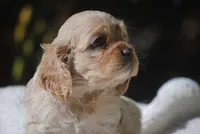 buff1fem, a female Cocker Spaniel for sale in Oakland, OR – 6 of 10