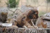 merlin sable girl, a female Cocker Spaniel for sale in Oakland, OR – 10 of 10
