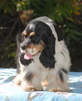 prince1male, a male Cocker Spaniel for sale in Oakland, OR – 9 of 9