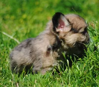 merlefem "Daisey", a female French Bulldog for sale in Oakland, OR – 2 of 10