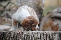 merlin boy, a male Cocker Spaniel for sale in Oakland, OR – 8 of 10
