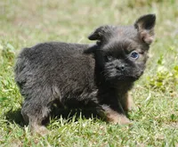 Blue and tan fem "lilly", a female French Bulldog for sale in Oakland, OR – 3 of 10