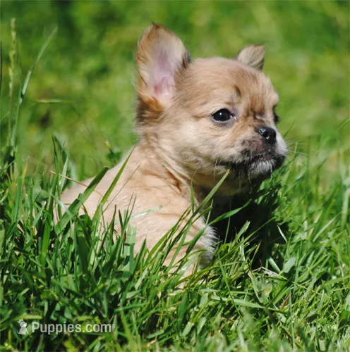 fawn merle fem "trixie" – French Bulldog puppy for sale in Oakland, OR
