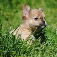 fawn merle fem "trixie", a female French Bulldog for sale in Oakland, OR – 1 of 10