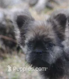 Blue and tan fem "lilly" – French Bulldog puppy for sale in Oakland, OR