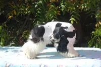 prince2male, a male Cocker Spaniel for sale in Oakland, OR – 8 of 10