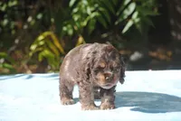buff1male, a male Cocker Spaniel for sale in Oakland, OR – 8 of 10