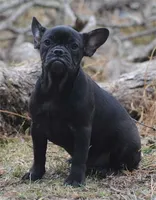 black fem "grace", a female French Bulldog for sale in Oakland, OR – 8 of 10