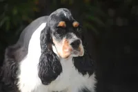 prince1male, a male Cocker Spaniel for sale in Oakland, OR – 6 of 9