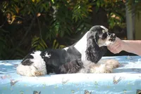 prince3male, a male Cocker Spaniel for sale in Oakland, OR – 3 of 9