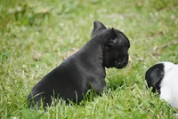 black fem "grace", a female French Bulldog for sale in Oakland, OR – 7 of 10