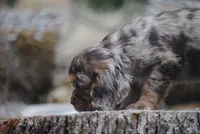 princess, a female Cocker Spaniel for sale in Oakland, OR – 7 of 10