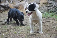parti male "tipper", a male French Bulldog for sale in Oakland, OR – 2 of 10