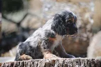 princeboy1, a male Cocker Spaniel for sale in Oakland, OR – 4 of 10