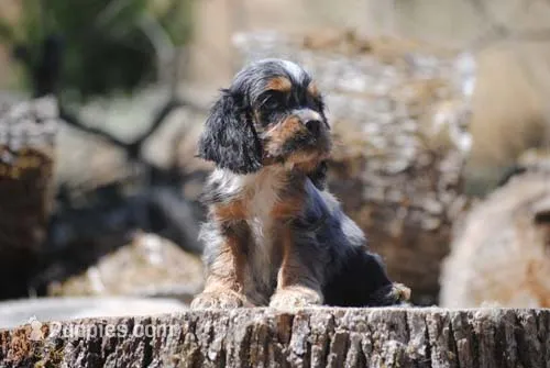 princeboy1 – Cocker Spaniel puppy for sale in Oakland, OR
