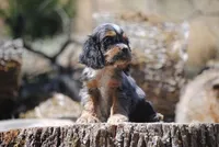 princeboy1, a male Cocker Spaniel for sale in Oakland, OR – 1 of 10