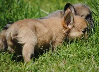 fawn merle fem "trixie", a female French Bulldog for sale in Oakland, OR – 9 of 10