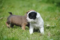 parti male "tipper", a male French Bulldog for sale in Oakland, OR – 7 of 10