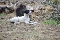 parti fem "missy", a female French Bulldog for sale in Oakland, OR – 4 of 8