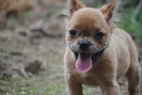 fawn merle fem "trixie", a female French Bulldog for sale in Oakland, OR – 8 of 10