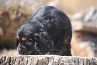 Tri Prince, a male Cocker Spaniel for sale in Oakland, OR – 2 of 10