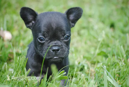 black fem "grace" – French Bulldog puppy for sale in Oakland, OR