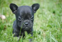 black fem "grace", a female French Bulldog for sale in Oakland, OR – 1 of 10