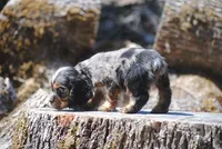 princeboy1, a male Cocker Spaniel for sale in Oakland, OR – 5 of 10