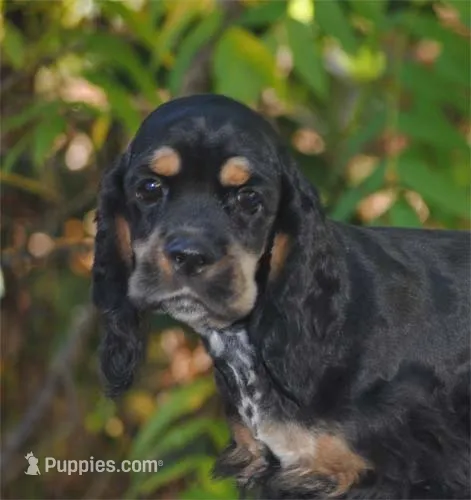 Tri Prince – Cocker Spaniel puppy for sale in Oakland, OR