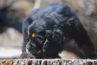 Tri Prince, a male Cocker Spaniel for sale in Oakland, OR – 9 of 10