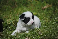 parti male "tipper", a male French Bulldog for sale in Oakland, OR – 2 of 10
