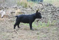 black male "buck", a male French Bulldog for sale in Oakland, OR – 5 of 10