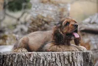 merlin sable girl, a female Cocker Spaniel for sale in Oakland, OR – 2 of 10