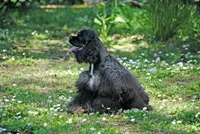 mrmr, a male Cocker Spaniel for sale in Oakland, OR – 6 of 10