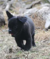 Black boy "charlie", a male French Bulldog for sale in Oakland, OR – 2 of 10