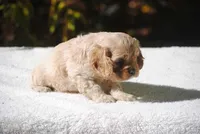 buff1fem, a female Cocker Spaniel for sale in Oakland, OR – 7 of 10