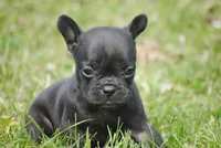 black fem "grace", a female French Bulldog for sale in Oakland, OR – 6 of 10
