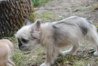 merlefem "Daisey", a female French Bulldog for sale in Oakland, OR – 9 of 10
