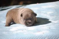 blue1male, a male French Bulldog for sale in Oakland, OR – 6 of 10