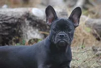 black fem "grace", a female French Bulldog for sale in Oakland, OR – 2 of 10