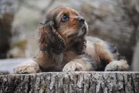 merlin sable girl, a female Cocker Spaniel for sale in Oakland, OR – 4 of 10