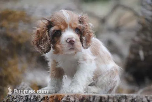 merlin boy – Cocker Spaniel puppy for sale in Oakland, OR