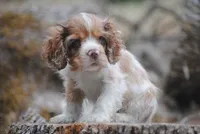 merlin boy, a male Cocker Spaniel for sale in Oakland, OR – 1 of 10