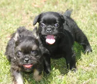 Black boy "charlie", a male French Bulldog for sale in Oakland, OR – 4 of 10